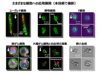 世界の研究者が注目する「AI指向性進化法」とは何か