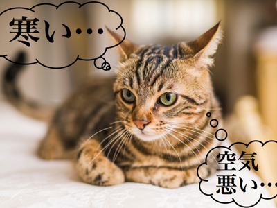 ネコは訴えられない。だから察してあげよう