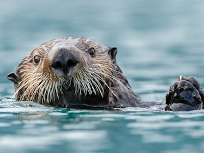 ラッコの研究から判明。海の中で食べていたものは……？