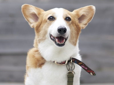 あなたが犬だったら、「乾いた豆粒」を食べますか? ペットビジネスへの違和感