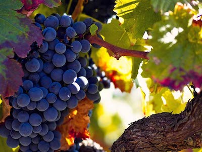 食から住まで、ポルトガルから次のビジネスを学ぶ