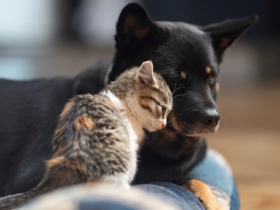 ペットは人生のパートナー。これだけはやっておきたいただ一つのこと