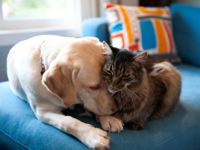 犬・猫と豊かに暮らすために、私たちにできること
