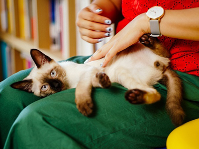 猫と暮らすためのスッキリ収納術がこちらです