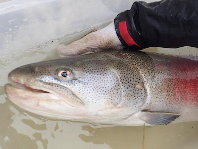 体長最大2メートル。北海道の「幻の魚」その生態が明らかに