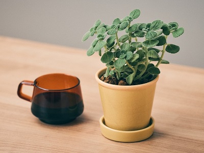 じっくりお世話する時間はないけど植物を育てたいなら、水やりがラクチンな「アロマティカス」はどう？