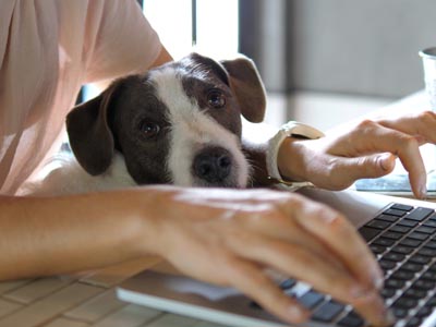 「働きがいのある会社ランキング」常連のロイヤルカナンってどんな会社？